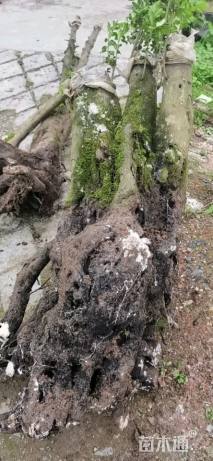 高度50厘米金弹子