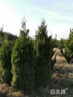 高度180厘米蜀桧