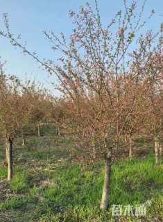 10公分垂丝海棠