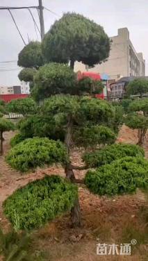 10公分造型龙柏