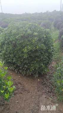 冠幅80厘米海桐球