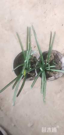 高度2厘米石蒜