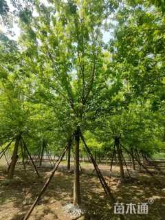 18公分金叶复叶槭