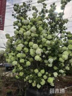 高度300厘米中华木绣球