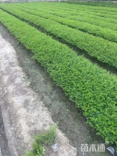 高度30厘米萼距花