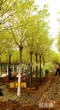 13公分金枝槐