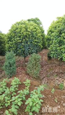 8公分石楠