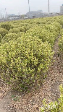 高度100厘米冬红卫矛