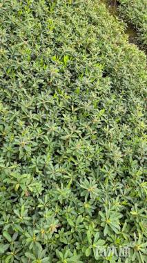 高度30厘米杜鹃