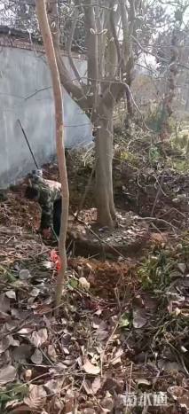 22公分紫玉兰