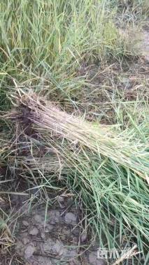 高度50厘米荻草