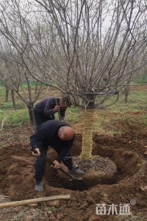 高度300厘米肖黄栌