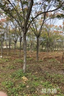 12公分栾树