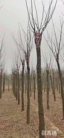 15公分嫁接香花槐