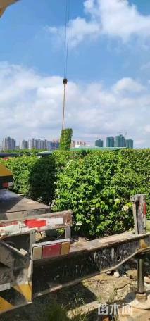 高度250厘米三角梅