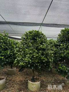 高度120厘米茶花