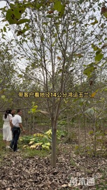 14公分红玉兰