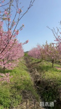 15公分红粉佳人樱