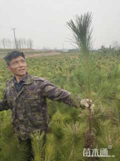 高度100厘米黑松