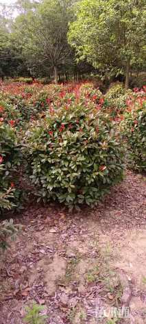 冠幅150厘米红叶石楠球