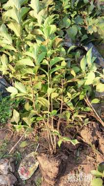 高度100厘米木绣球