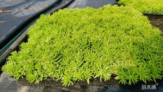 高度8厘米金叶佛甲草