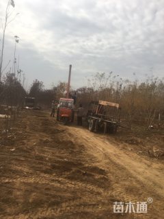 5公分丛生金枝槐