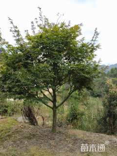 5公分红枫