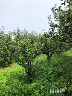 18公分梨树