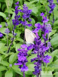 高度15厘米兰花鼠尾草