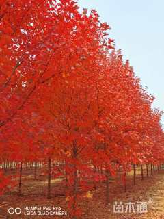 12公分美国红枫-红冠