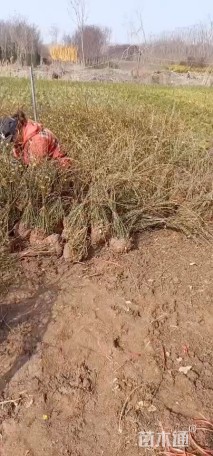 高度100厘米迎春花