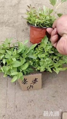 高度15厘米婆婆纳