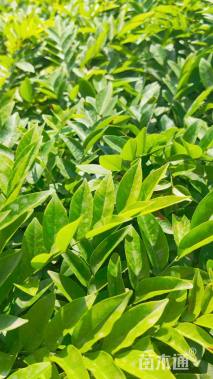 0.2公分海南黄花梨