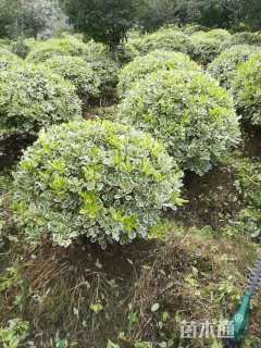 冠幅80厘米海桐球