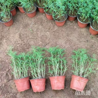 高度30厘米波斯菊