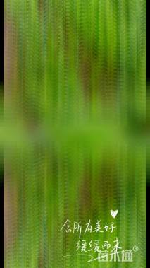 高度70厘米大叶黄杨