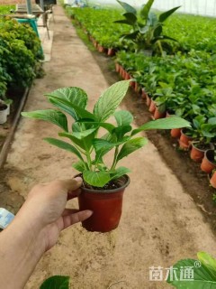 高度20厘米八仙花