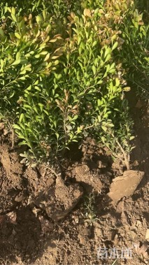 高度45厘米小叶黄杨