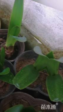 高度40厘米朱顶红