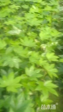 高度20厘米八角金盘