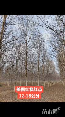 19公分美国红枫