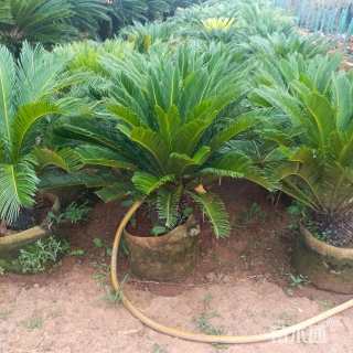 裸干高200厘米苏铁