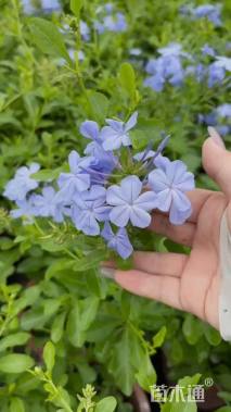 高度30厘米蓝雪花