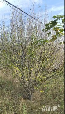 高度300厘米丛生木槿