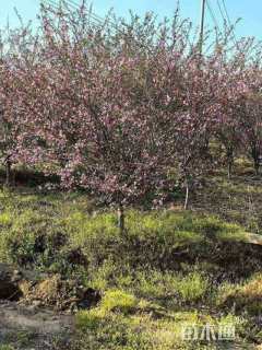 10公分垂丝海棠