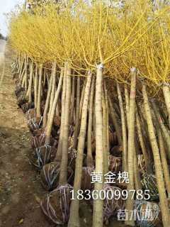 8公分高杆金枝槐