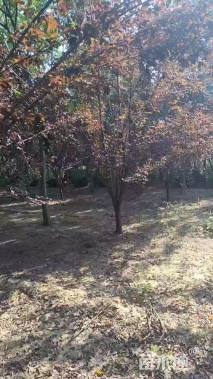 8公分紫叶李