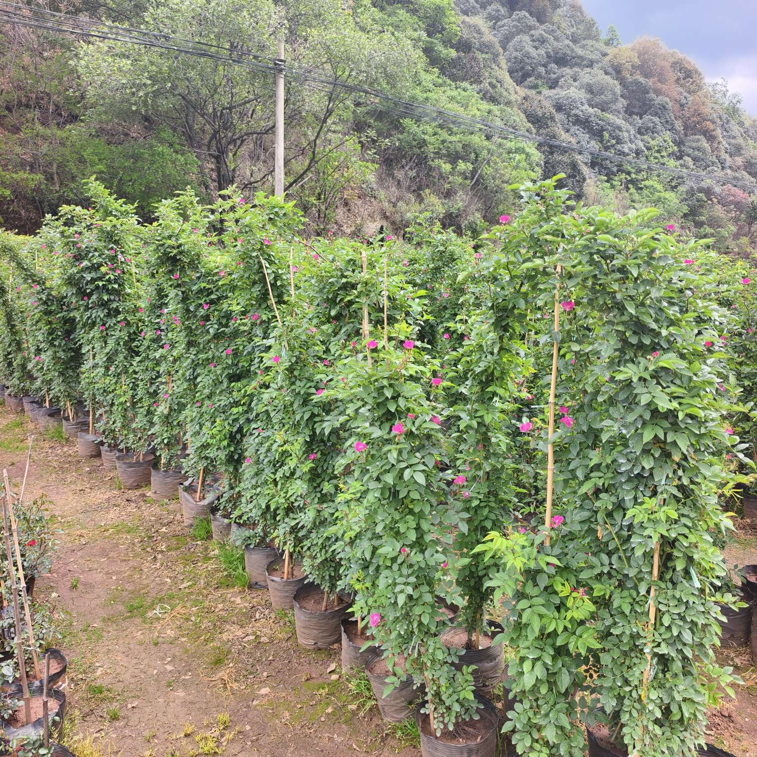 高度120厘米蔷薇