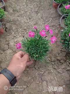 高度20厘米欧石竹